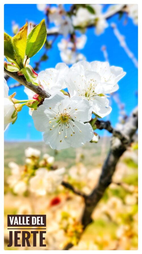 Cerezos en flor en el Valle del Jerte