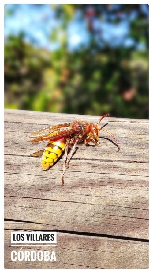 Imagen de un insecto en la sierra de Córdoba, Los Villares