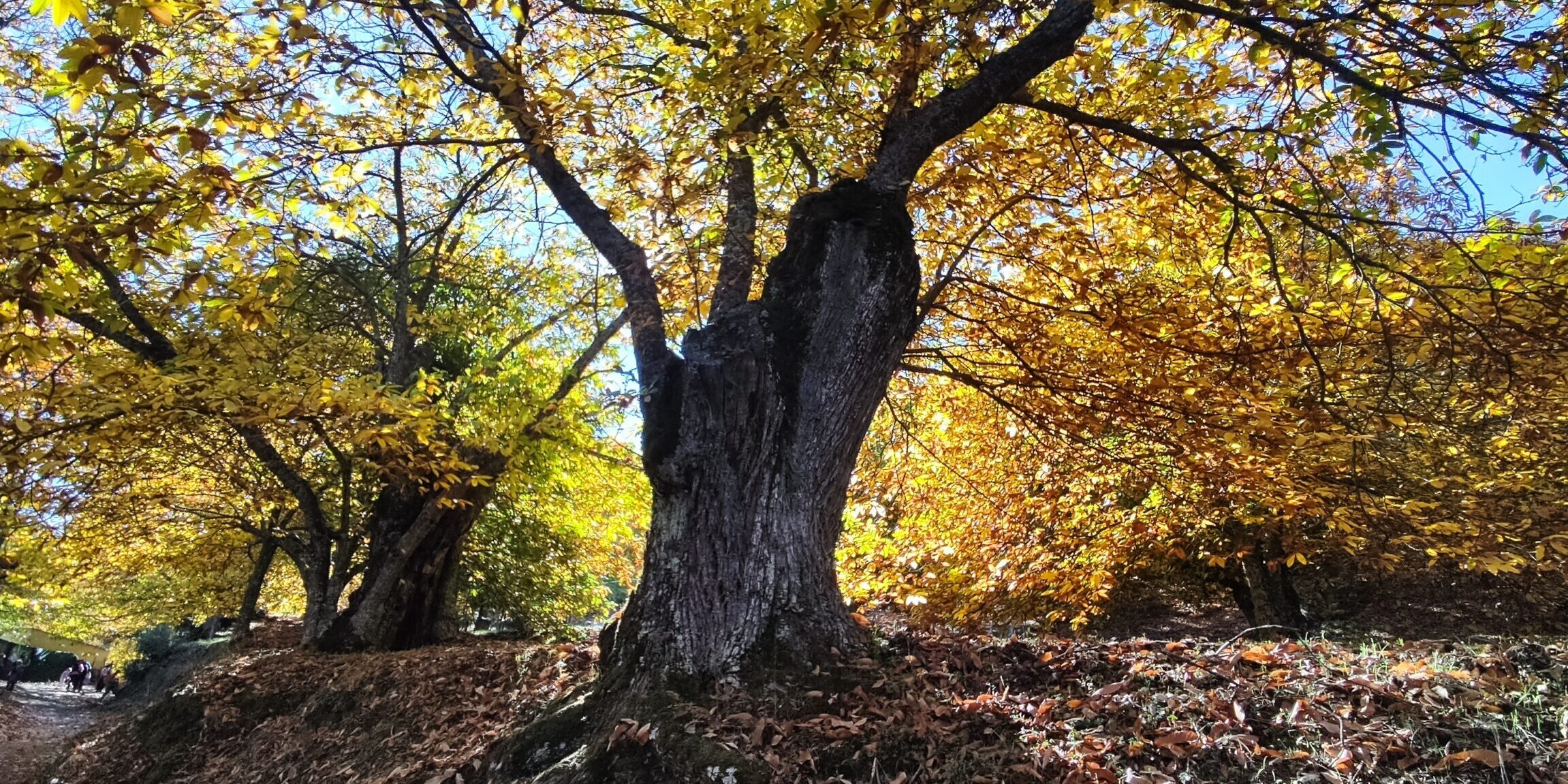 Imponente castaño en el corazón del Bosque de Cobre, destacando sus hojas doradas en el vibrante paisaje otoñal.