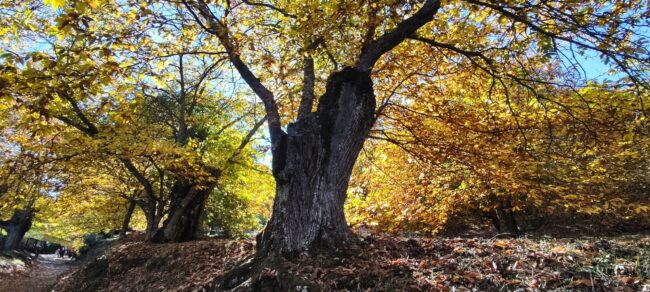 Imponente castaño en el corazón del Bosque de Cobre, destacando sus hojas doradas en el vibrante paisaje otoñal.
