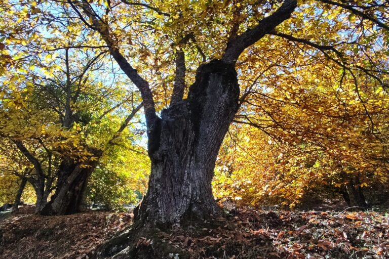 Imponente castaño en el corazón del Bosque de Cobre, destacando sus hojas doradas en el vibrante paisaje otoñal.