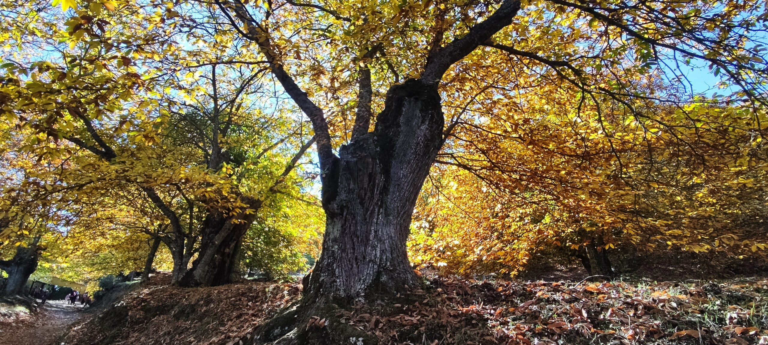 Bosque de Cobre Turismo Camper