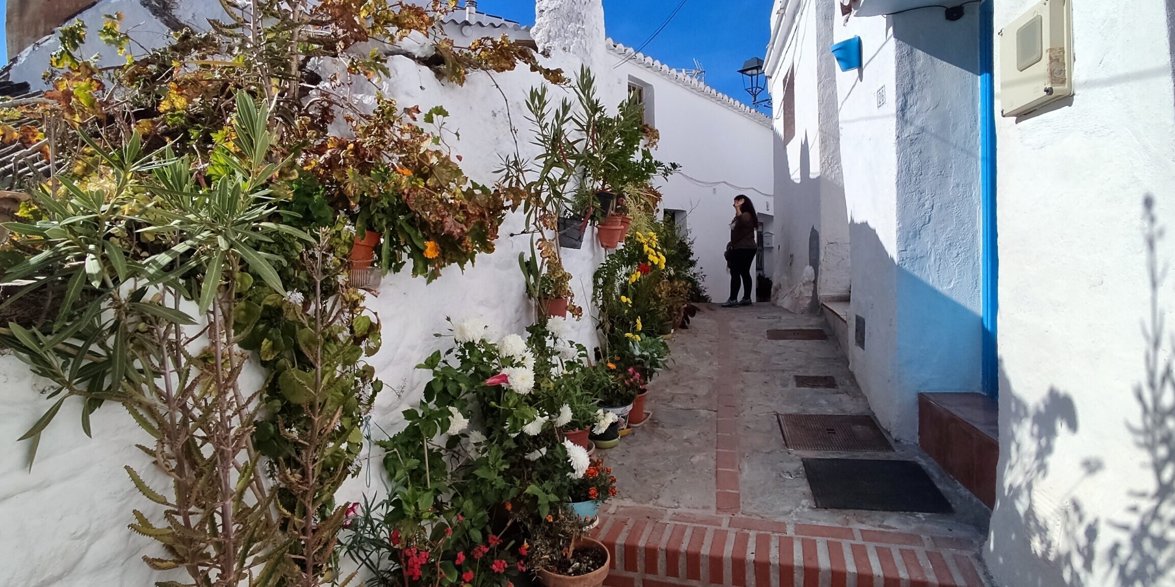 Salares